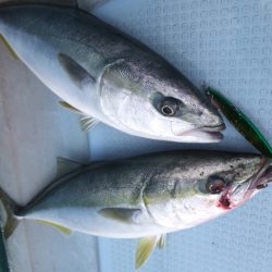 Hit Rush(ヒット ラッシュ) 釣果