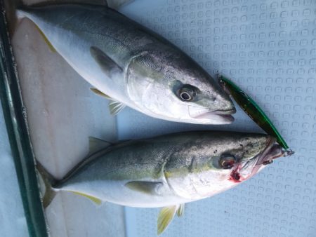 Hit Rush(ヒット ラッシュ) 釣果