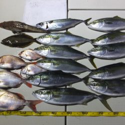 Hit Rush(ヒット ラッシュ) 釣果