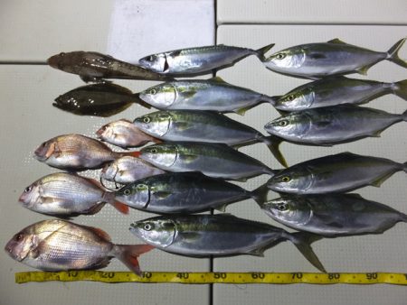 Hit Rush(ヒット ラッシュ） 釣果…