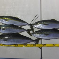 Hit Rush(ヒット ラッシュ） 釣果