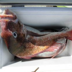 大進丸(新潟) 釣果