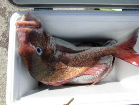 大進丸(新潟) 釣果