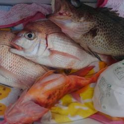 遊漁船 新鋭丸 釣果