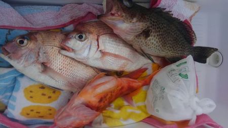 遊漁船 新鋭丸 釣果