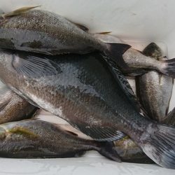 しば渡船 釣果