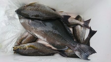 しば渡船 釣果