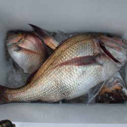 大進丸(新潟) 釣果