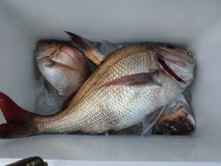 大進丸(新潟) 釣果