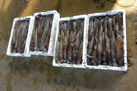 ジギング船 BLUEWATER 釣果