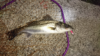 今期初バチパターン