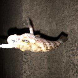 二見メバリング4