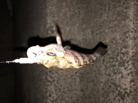 二見メバリング4