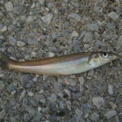 全体的に新子が多いです。