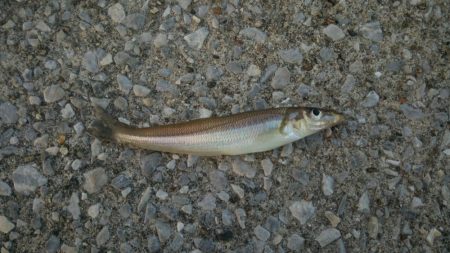 全体的に新子が多いです。