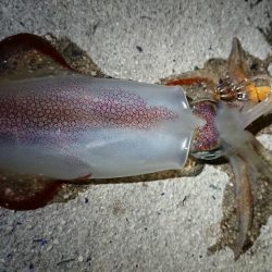 仕事終わりエギング