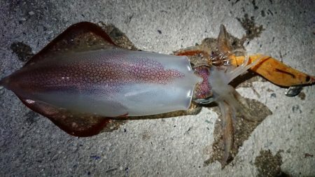 仕事終わりエギング