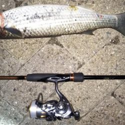 南芦屋浜シーバス調査