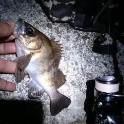 息子と フロートメバル