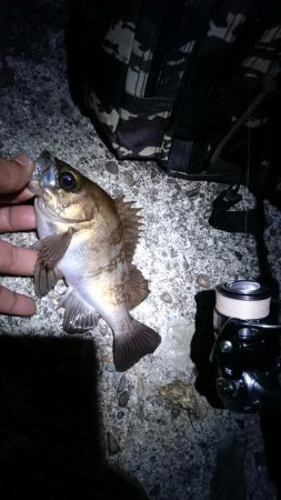 息子と フロートメバル