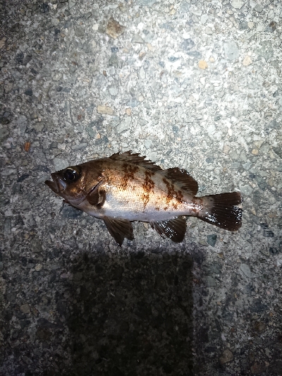 渋かったです。