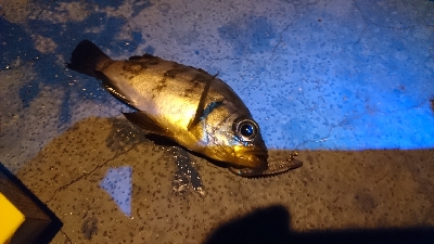 物足りない釣果