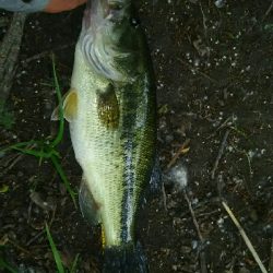 多々良沼オカッパリ釣行