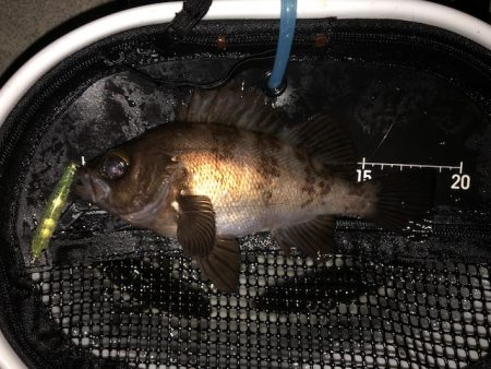 二見メバリング5