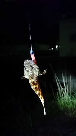 サイズアップ？