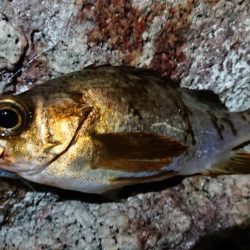 仕事終わりメバリング