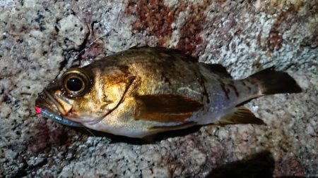 仕事終わりメバリング