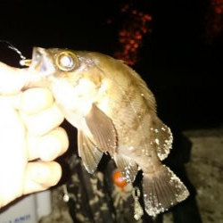 息子と フロートメバル