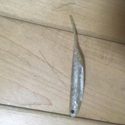 今切閘門でチーバス