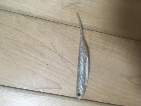 今切閘門でチーバス