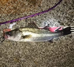 今期初バチパターン