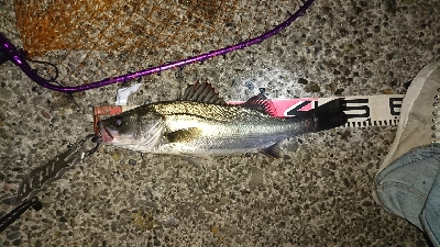 今期初バチパターン