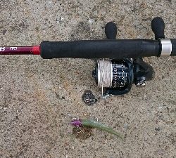 久々のシーバス