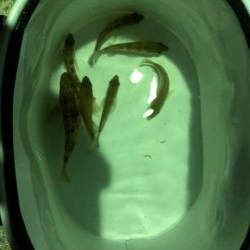 二見メバリング4