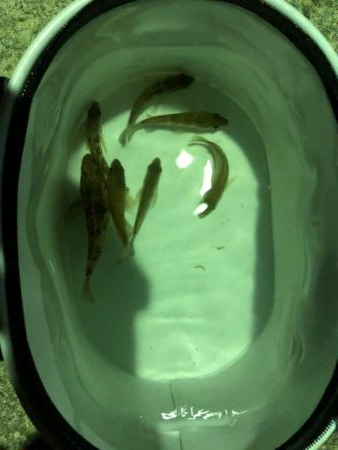 二見メバリング4