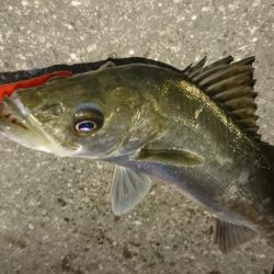 激アツ!大潮バチ抜け