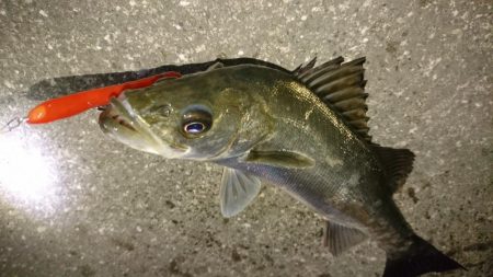 激アツ!大潮バチ抜け