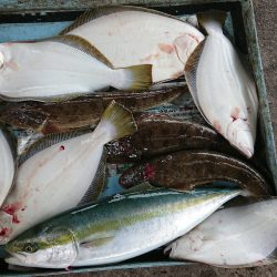 明神釣船 釣果