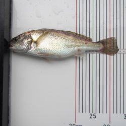 オリジナルメーカー海づり公園(市原市海づり施設) 釣果