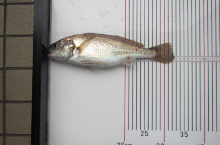 オリジナルメーカー海づり公園(市原市海づり施設) 釣果