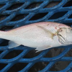 オリジナルメーカー海づり公園(市原市海づり施設) 釣果