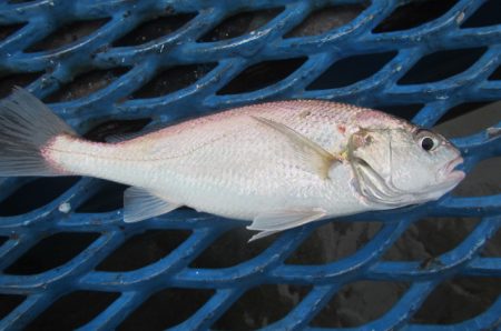 オリジナルメーカー海づり公園(市原市海づり施設) 釣果