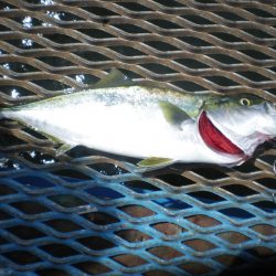 オリジナルメーカー海づり公園(市原市海づり施設) 釣果