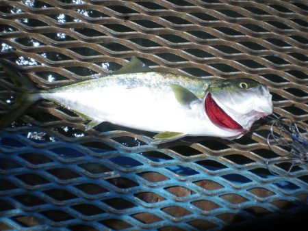 オリジナルメーカー海づり公園(市原市海づり施設) 釣果
