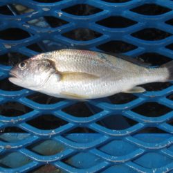 オリジナルメーカー海づり公園(市原市海づり施設) 釣果