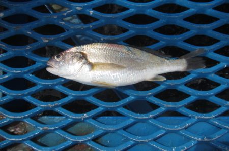 オリジナルメーカー海づり公園(市原市海づり…